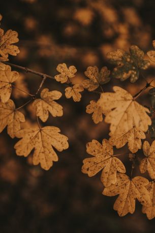 Обои 2624x3936 осень, осенние листья, коричневый