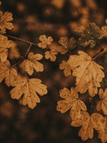 Обои 1668x2224 осень, осенние листья, коричневый