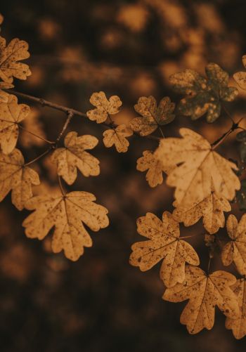 autumn, autumn leaves, brown Wallpaper 1668x2388