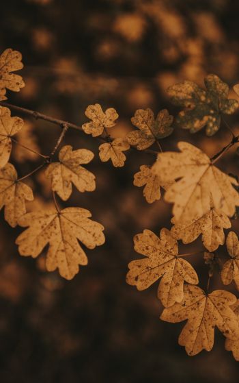 autumn, autumn leaves, brown Wallpaper 1752x2800