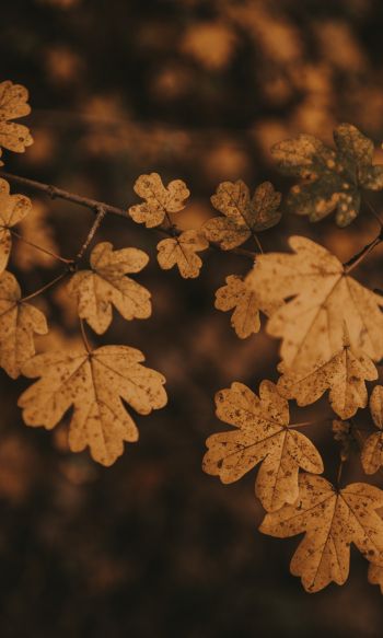 autumn, autumn leaves, brown Wallpaper 1200x2000