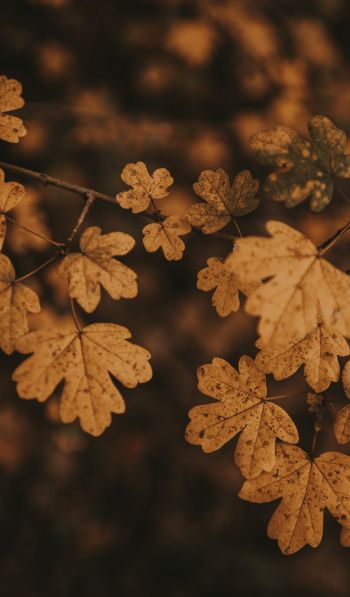 autumn, autumn leaves, brown Wallpaper 600x1024