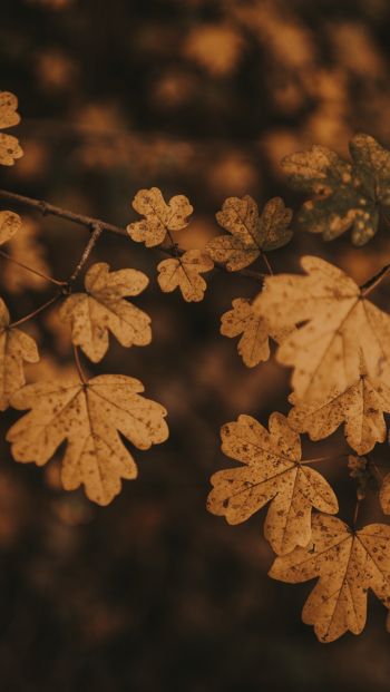Обои 640x1136 осень, осенние листья, коричневый