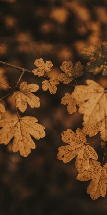 Обои 720x1440 осень, осенние листья, коричневый