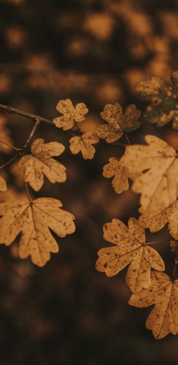 Обои 1080x2220 осень, осенние листья, коричневый