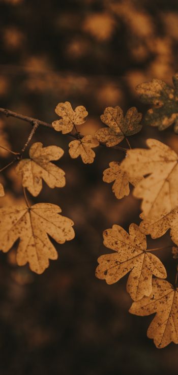 Обои 1080x2280 осень, осенние листья, коричневый