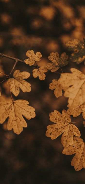 Обои 828x1792 осень, осенние листья, коричневый