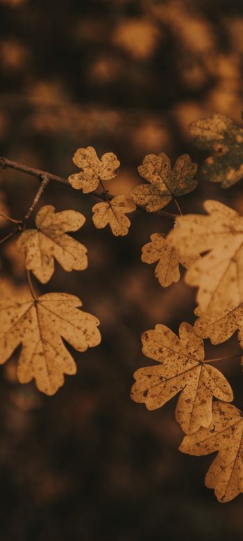 autumn, autumn leaves, brown Wallpaper 1440x3200