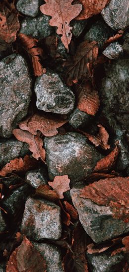 autumn leaves, stones Wallpaper 1080x2280