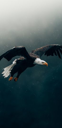 bald eagle, bird, dark Wallpaper 1080x2220