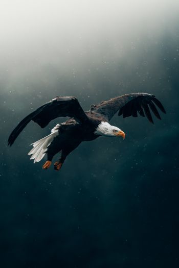 bald eagle, bird, dark Wallpaper 640x960