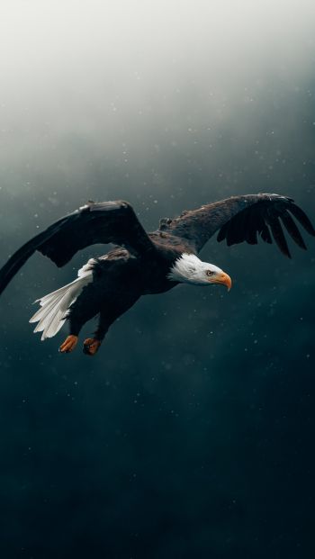 bald eagle, bird, dark Wallpaper 640x1136