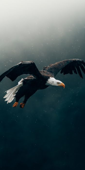 bald eagle, bird, dark Wallpaper 720x1440