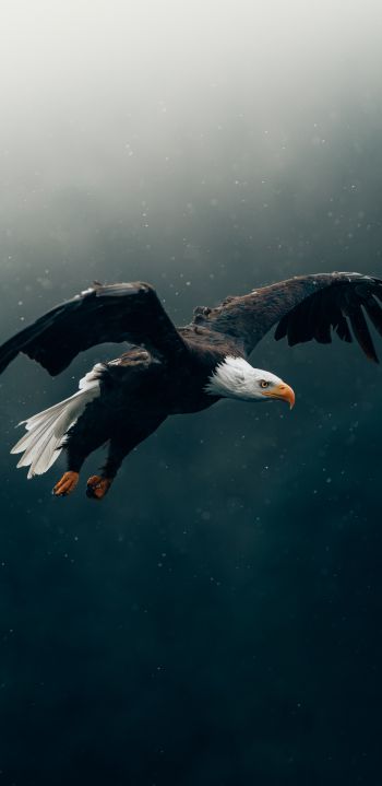 bald eagle, bird, dark Wallpaper 1440x2960