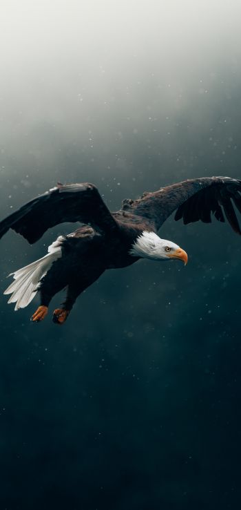 bald eagle, bird, dark Wallpaper 1440x3040
