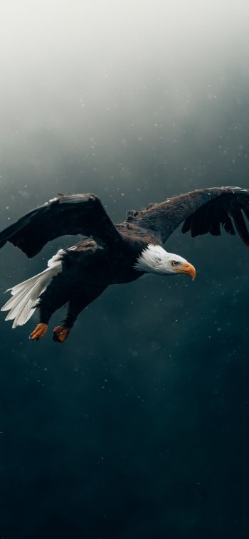 bald eagle, bird, dark Wallpaper 1284x2778