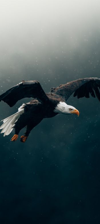 bald eagle, bird, dark Wallpaper 720x1600