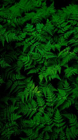 fern, leaves, plant Wallpaper 720x1280