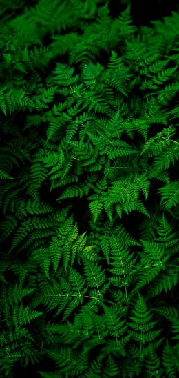 fern, leaves, plant Wallpaper 1440x3040