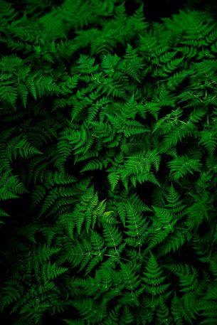 fern, leaves, plant Wallpaper 3000x4498