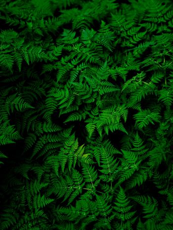 fern, leaves, plant Wallpaper 1536x2048