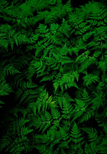 fern, leaves, plant Wallpaper 1668x2388