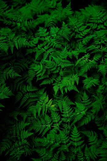 fern, leaves, plant Wallpaper 640x960