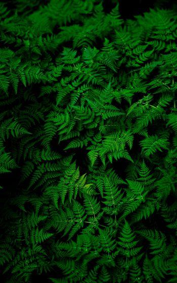 fern, leaves, plant Wallpaper 1752x2800