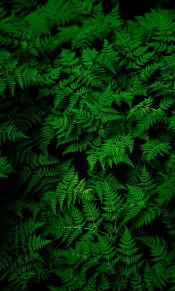 fern, leaves, plant Wallpaper 1200x2000