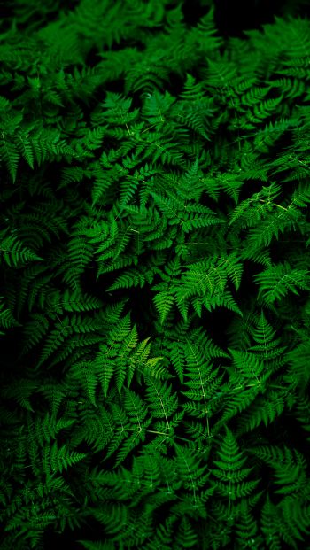 fern, leaves, plant Wallpaper 640x1136