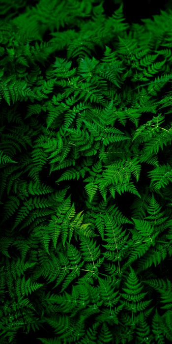 fern, leaves, plant Wallpaper 720x1440