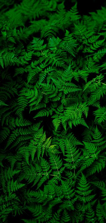 fern, leaves, plant Wallpaper 720x1520