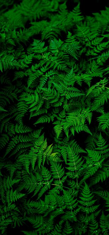 fern, leaves, plant Wallpaper 1284x2778