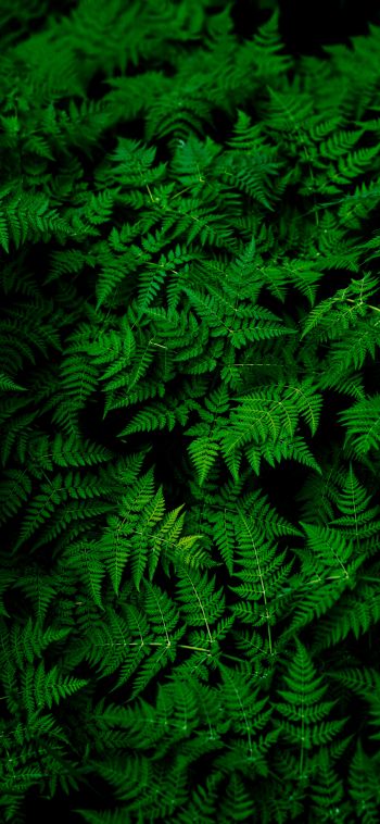 fern, leaves, plant Wallpaper 1080x2340
