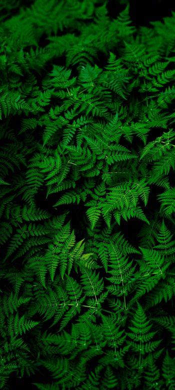 fern, leaves, plant Wallpaper 1080x2400