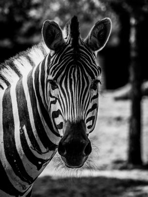 wildlife, zebra, black and white Wallpaper 3643x4857
