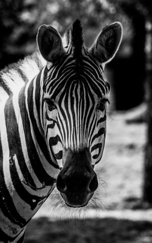 Обои 1600x2560 дикая природа, зебра, черное и белое