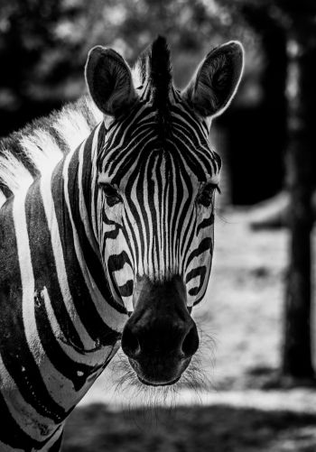 wildlife, zebra, black and white Wallpaper 1668x2388
