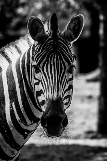 Обои 640x960 дикая природа, зебра, черное и белое