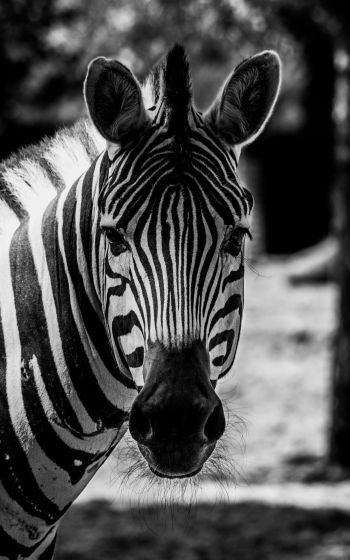 Обои 1600x2560 дикая природа, зебра, черное и белое