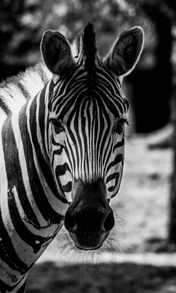 wildlife, zebra, black and white Wallpaper 1200x2000