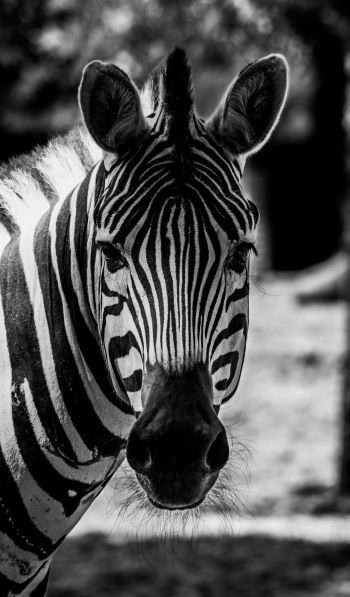 Обои 600x1024 дикая природа, зебра, черное и белое