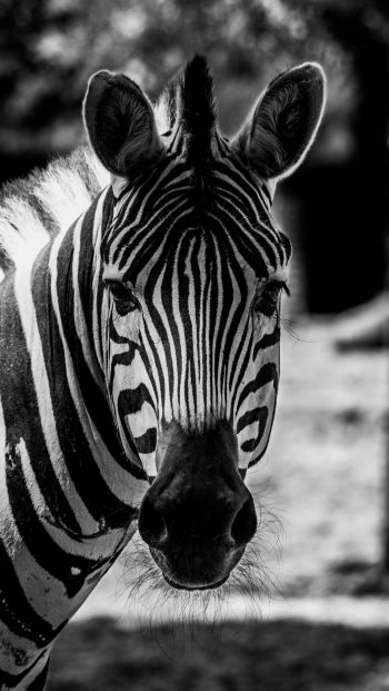 Обои 640x1136 дикая природа, зебра, черное и белое