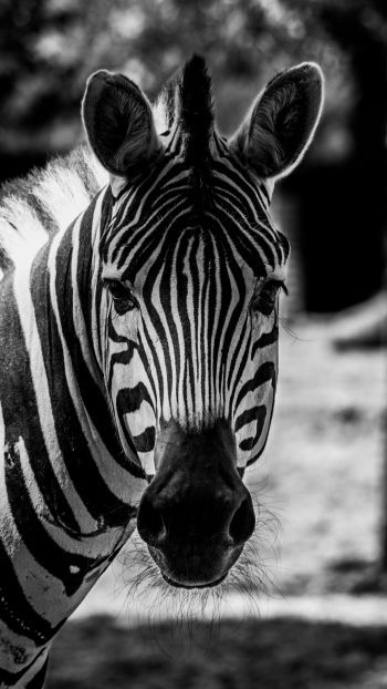 Обои 1080x1920 дикая природа, зебра, черное и белое