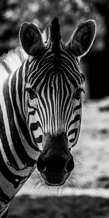 Обои 720x1440 дикая природа, зебра, черное и белое