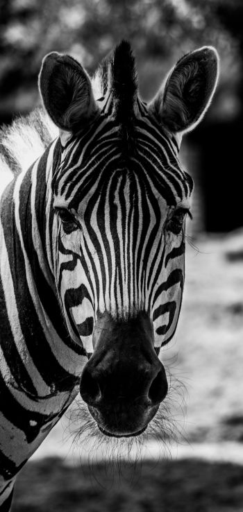 Обои 720x1520 дикая природа, зебра, черное и белое