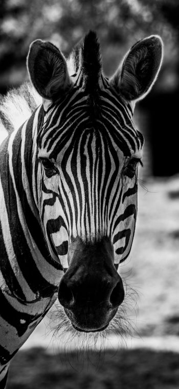 Обои 828x1792 дикая природа, зебра, черное и белое