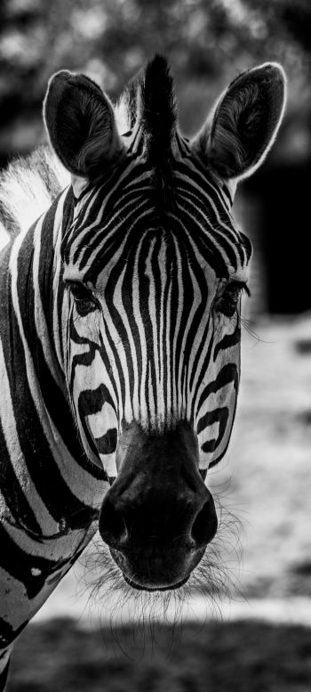 Обои 1080x2400 дикая природа, зебра, черное и белое