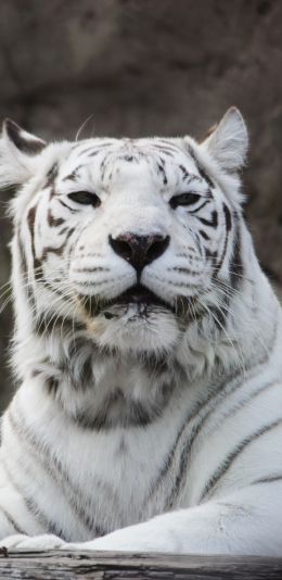 tiger albino, wildlife, white Wallpaper 1440x2960