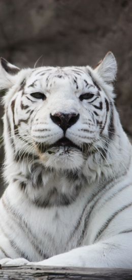 tiger albino, wildlife, white Wallpaper 720x1520
